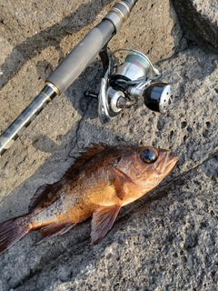 アカメバルの釣果