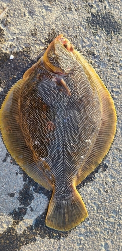 カレイの釣果