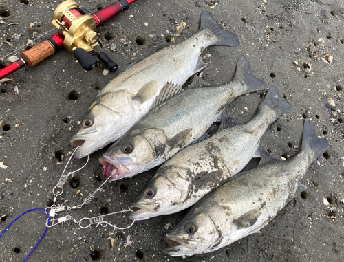 シーバスの釣果