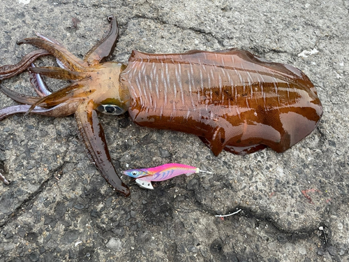 アオリイカの釣果