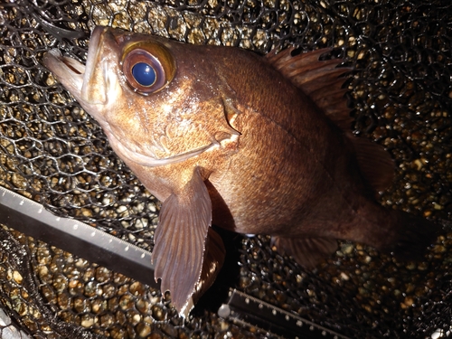 メバルの釣果