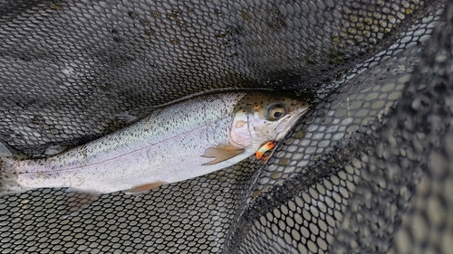 ニジマスの釣果