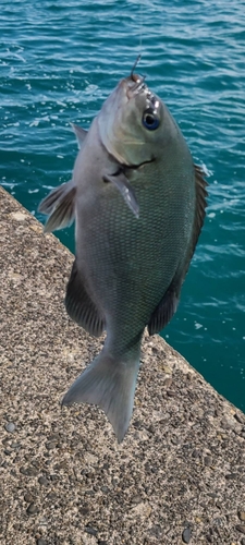 グレの釣果