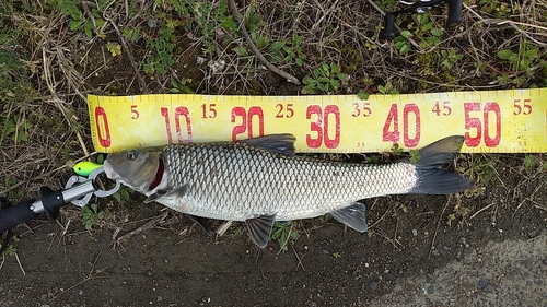 ニゴイの釣果