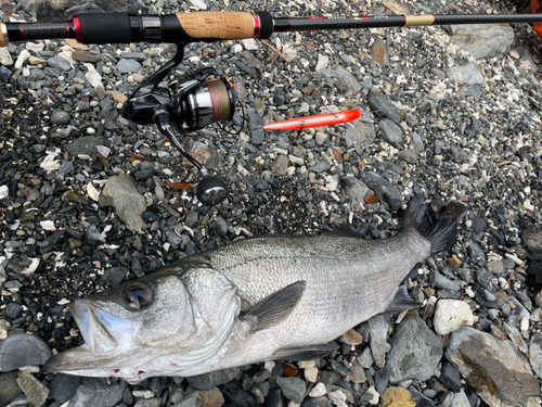 ヒラスズキの釣果