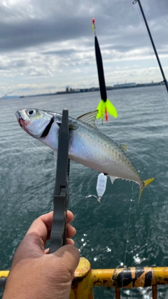 サバの釣果