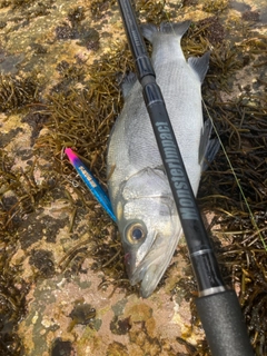 フッコ（ヒラスズキ）の釣果