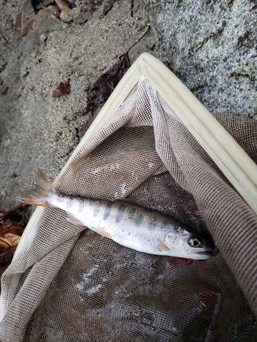 アマゴの釣果