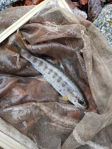 アマゴの釣果