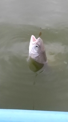 レインボートラウトの釣果