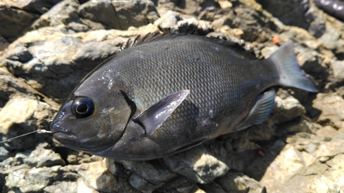 グレの釣果