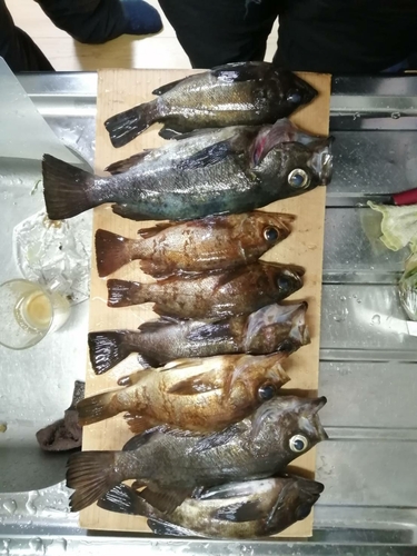 メバルの釣果