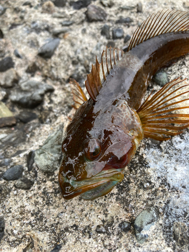 釣果