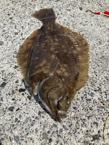 マコガレイの釣果