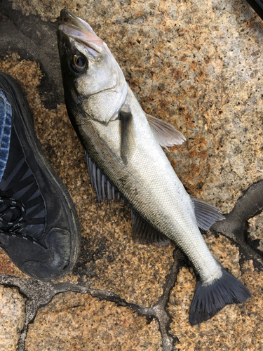 セイゴ（マルスズキ）の釣果