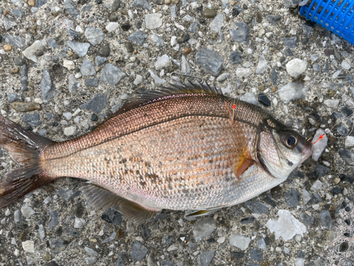 ウミタナゴの釣果