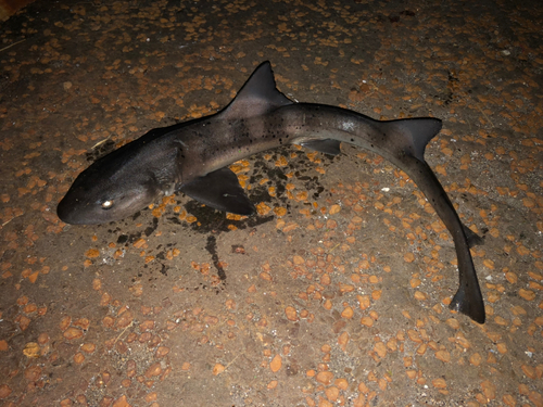 ドチザメの釣果