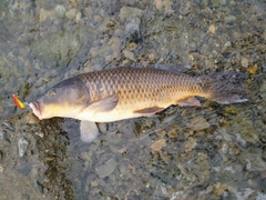 コイの釣果