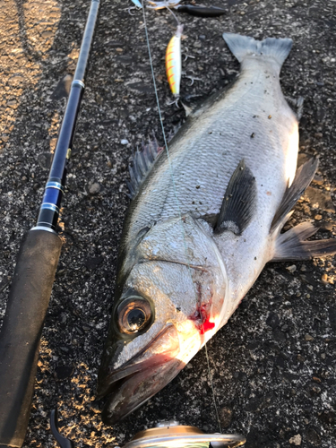 ヒラスズキの釣果