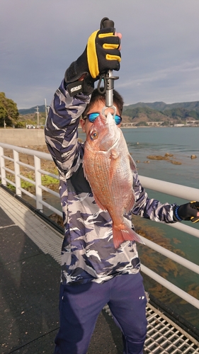 マダイの釣果