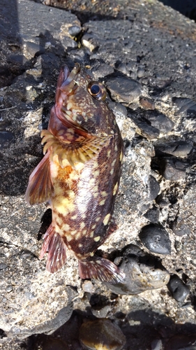 カサゴの釣果