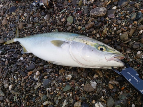 メジロの釣果