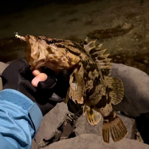 タケノコメバルの釣果