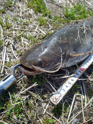 ナマズの釣果