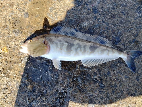 ホッケの釣果