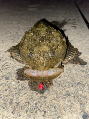 ギスカジカの釣果