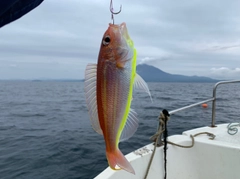 イトヨリダイの釣果