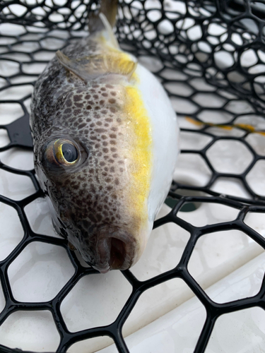 ショウサイフグの釣果