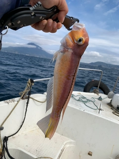 アマダイの釣果