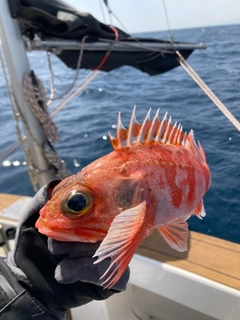 ユメカサゴの釣果