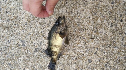 アオメバルの釣果