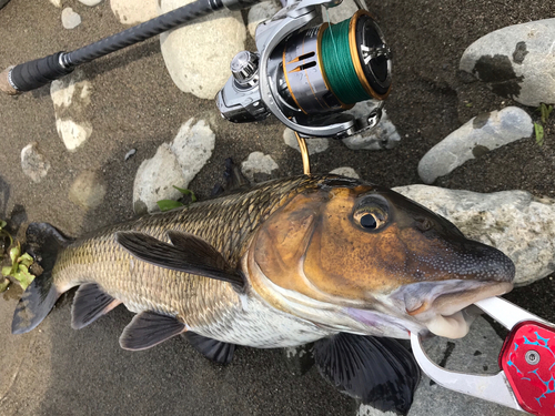 ニゴイの釣果