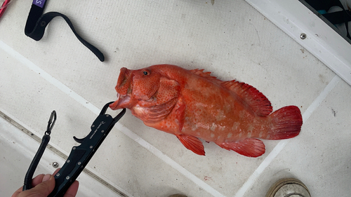 アザハタの釣果