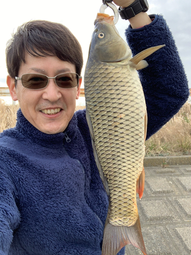 コイの釣果