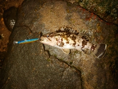 タケノコメバルの釣果