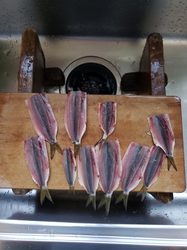 チアユの釣果