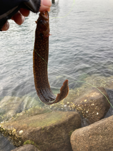 ギンポの釣果