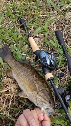 スモールマウスバスの釣果