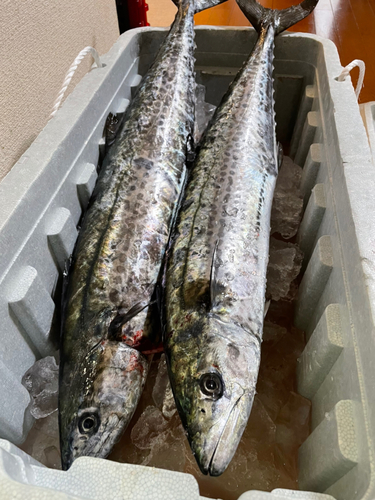 サワラの釣果