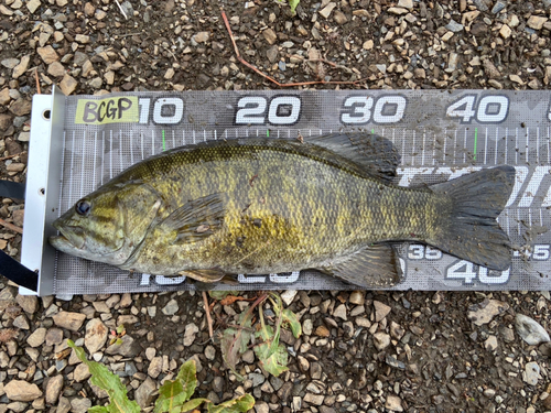 スモールマウスバスの釣果