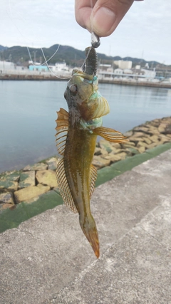 アナハゼの釣果