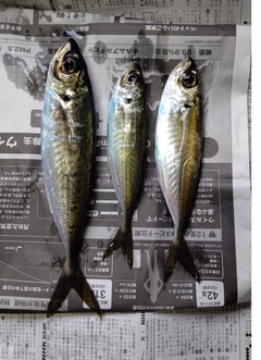 アジの釣果