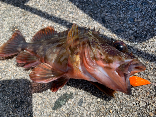 カサゴの釣果