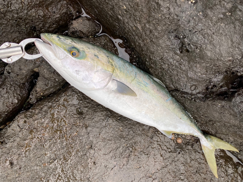 ブリの釣果