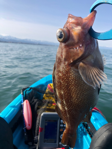 メバルの釣果