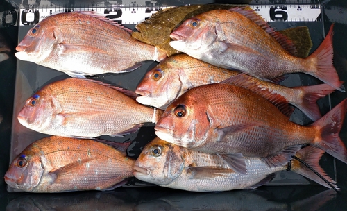 マダイの釣果